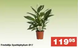 Bauhaus Fredslilje Spathiphyllum Ø17 tilbud