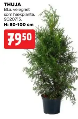 jem & fix Thuja tilbud
