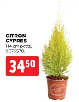 jem & fix Citron Cypres tilbud