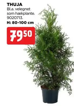 jem & fix THUJA tilbud