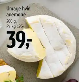 Føtex Umage hvid anemone tilbud
