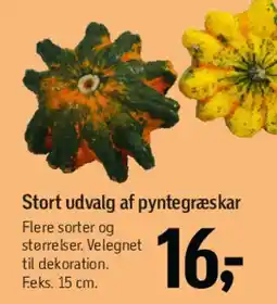 Føtex Stort udvalg af pynttegræskar tilbud