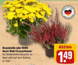 REWE DE REWE Beste Wahl Chrysantheme tilbud