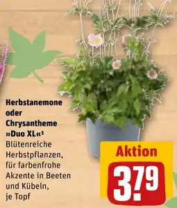REWE DE Herbstanemone oder Chrysantheme Duo XL tilbud