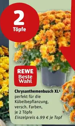 REWE DE REWE Beste Wahl Chrysanthemenbusch XL tilbud