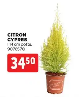 jem & fix Citron cypres tilbud