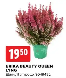 jem & fix Erika Beauty Queen lyng tilbud