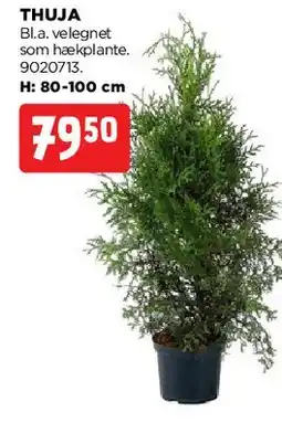 jem & fix Thuja tilbud