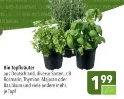 Citti Bio Topfkräuter tilbud