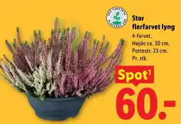 Lidl Stor flerfarvet lyng tilbud