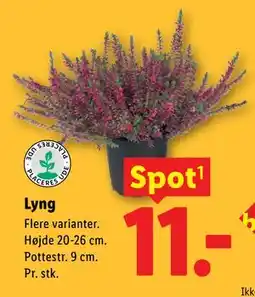 Lidl Lyng tilbud
