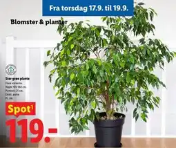 Lidl Stor grøn plante tilbud