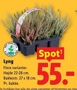 Lidl Lyng tilbud