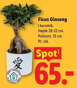 Lidl Ficus Ginseng tilbud