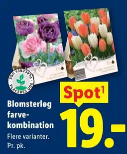 Lidl Placeres Ude Blomsterløg farve-kombination tilbud