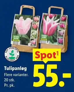 Lidl Tulipanløg tilbud