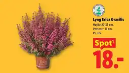 Lidl Lyng Erica Gracilis tilbud