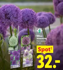 Lidl Placeres Ude Allium-blomsterløg tilbud
