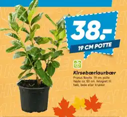 Bilka Kirsebærlaurbær tilbud