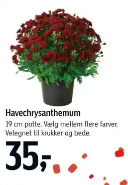 Føtex Havechrysanthemum tilbud