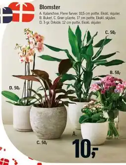 Føtex Blomster tilbud