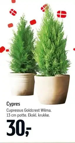 Føtex Cypres tilbud