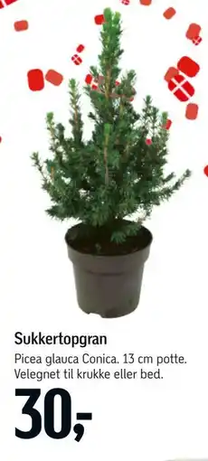 Føtex Sukkertopgran tilbud