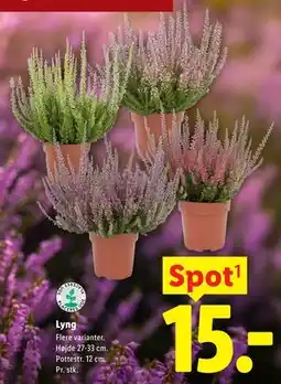 Lidl Lyng tilbud