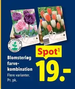 Lidl Blomsterløg farvekombination tilbud