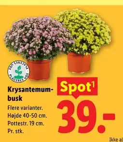 Lidl Krysantemumbusk tilbud
