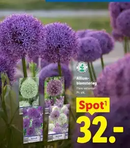 Lidl Allium-blomsterløg tilbud