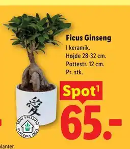 Lidl Ficus Ginseng tilbud