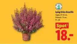 Lidl Lyng Erica Gracilis tilbud