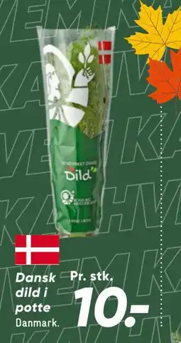 Bilka Dansk dild i potte tilbud