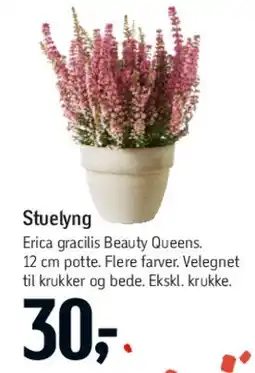Føtex Stue lyng (Erica gracilis 'Beauty Queens') tilbud