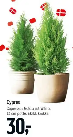 Føtex Sukkertopgran og Cypres tilbud