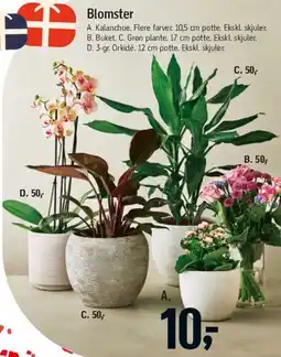 Føtex Blomster (potted & buketter) tilbud