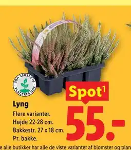 Lidl Lyng tilbud