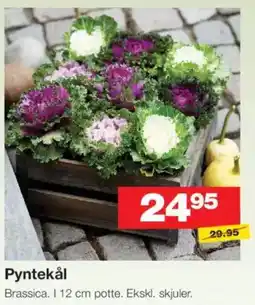 Bauhaus Pyntekål tilbud