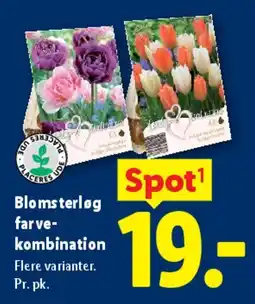 Lidl Blomsterløg farve-kombination tilbud