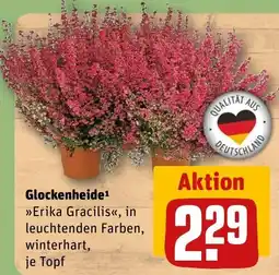 REWE DE Glockenheide Erika Gracilis tilbud