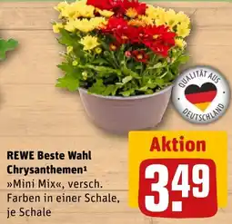 REWE DE REWE Beste Wahl Chrysanthemen tilbud