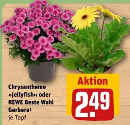 REWE DE Chrysantheme Jellyfish oder REWE Beste Wahl Gerbera tilbud