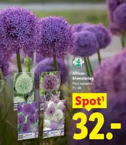 Lidl Allium-blomsterløg tilbud