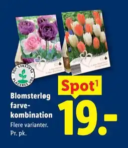Lidl Blomsterløg farvekombination tilbud