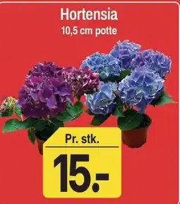 ABC Lavpris Hortensia tilbud