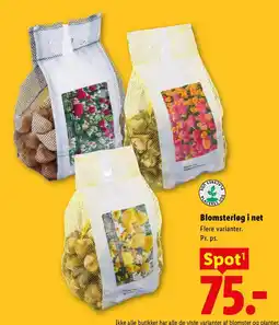 Lidl Blomsterløg i net tilbud