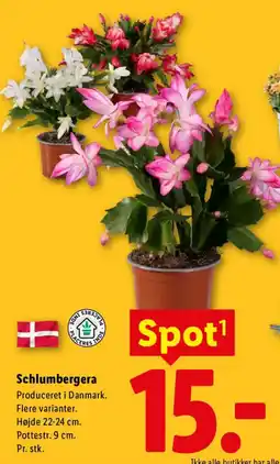 Lidl Schlumbergera tilbud
