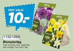 Bilka Salling Blomsterløg tilbud