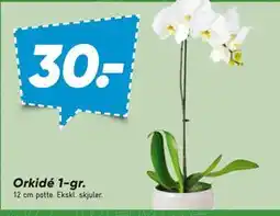 Bilka Orkidé 1-gr tilbud